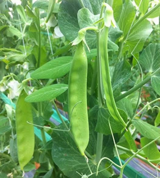 Hình minh họa xà lách